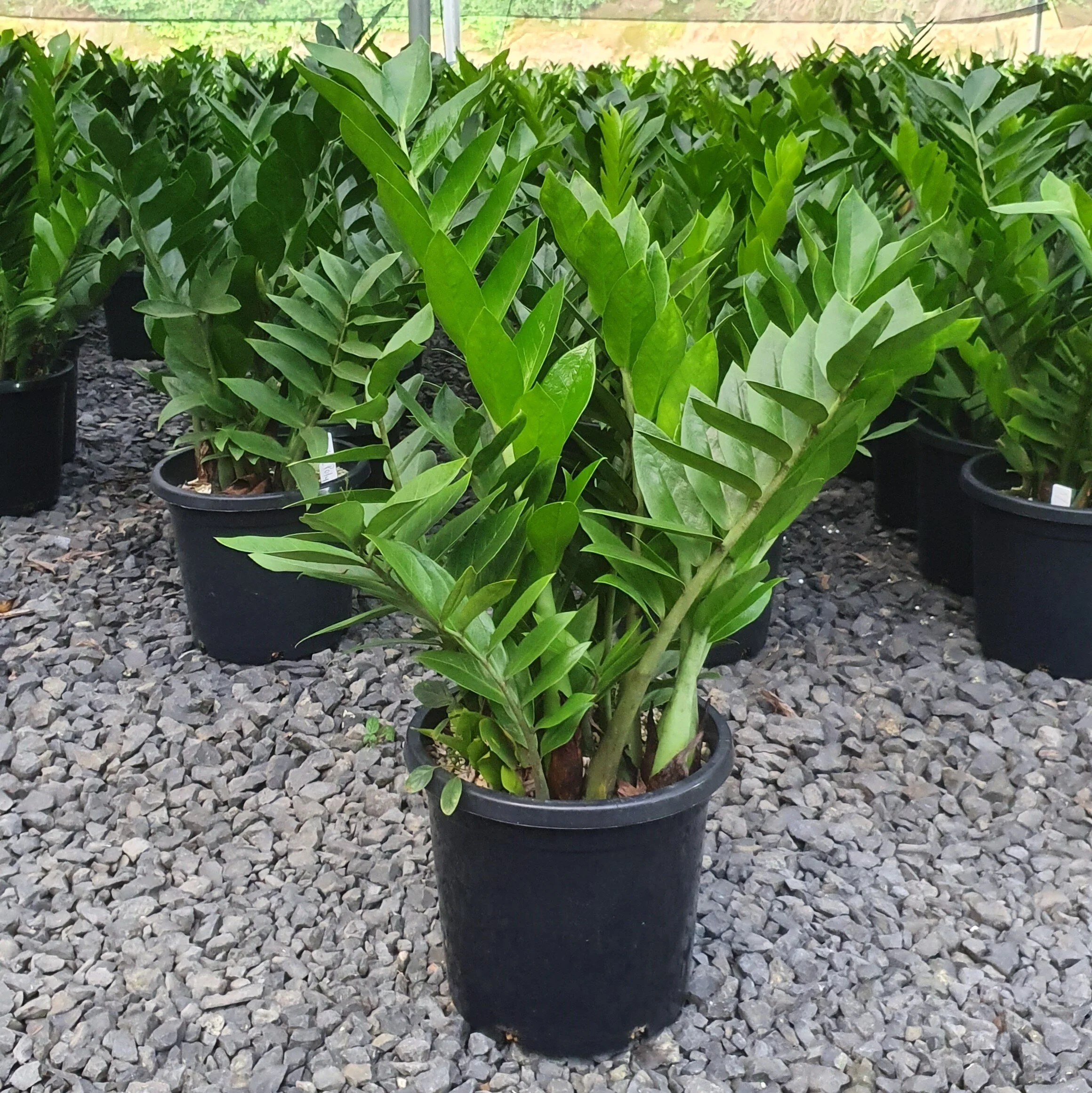 Zamioculcas zamifolia Akebono B E G Zamioculcas zamifolia Akebono